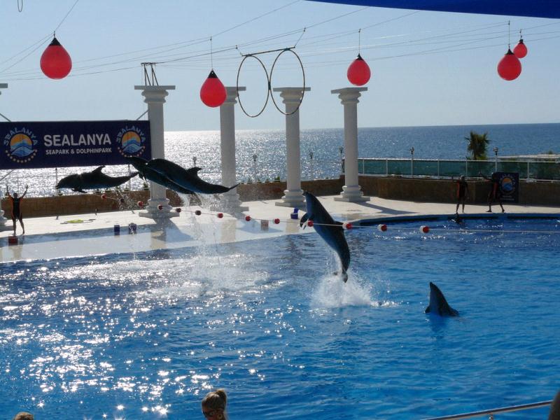 Uinti delfiinien kanssa Alanyassa