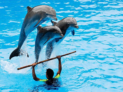 السباحة مع الدلافين في ألانيا