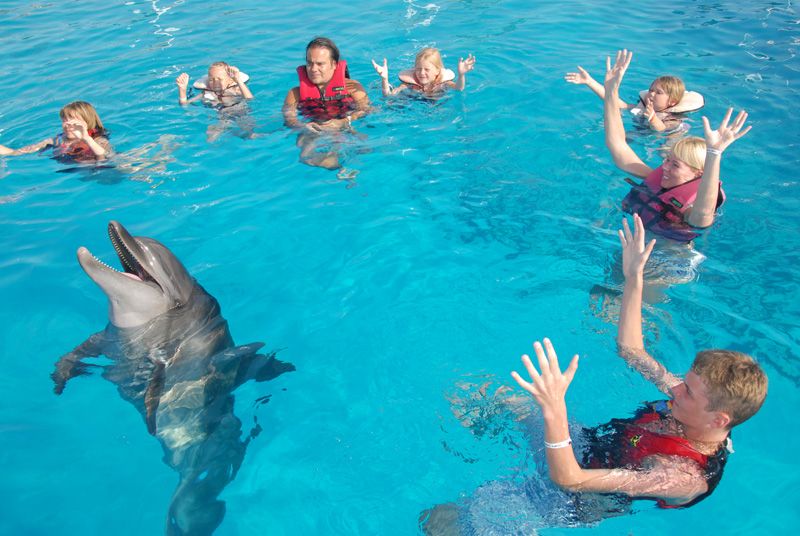 Alanya Dolphin Swimming