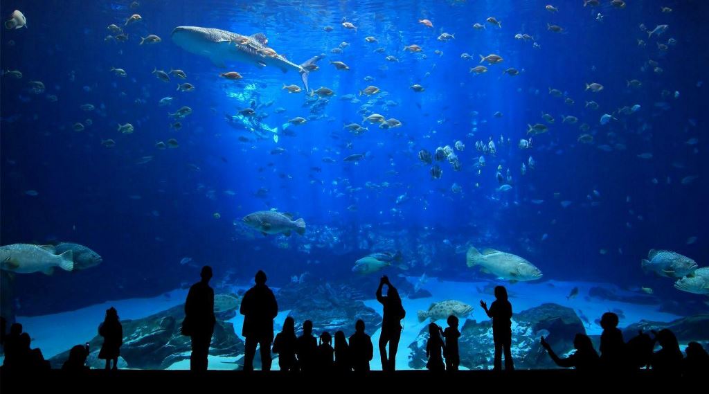 Antalya Aquarium Tour From Alanya