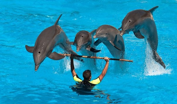 Шоу дельфінів в Аланії
